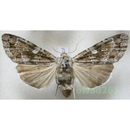 Eurois occulta (Linnaeus, 1758) Czech7i